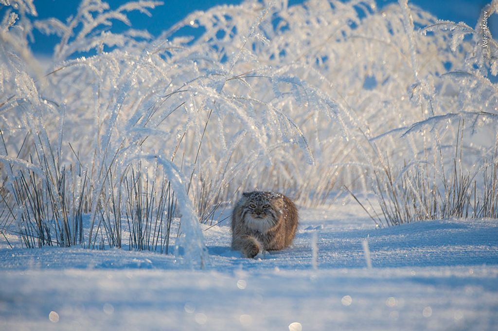 Forrás: Valeriy Maleev / Wildlife Photographer of the Year, LUMIX People’s Choice 