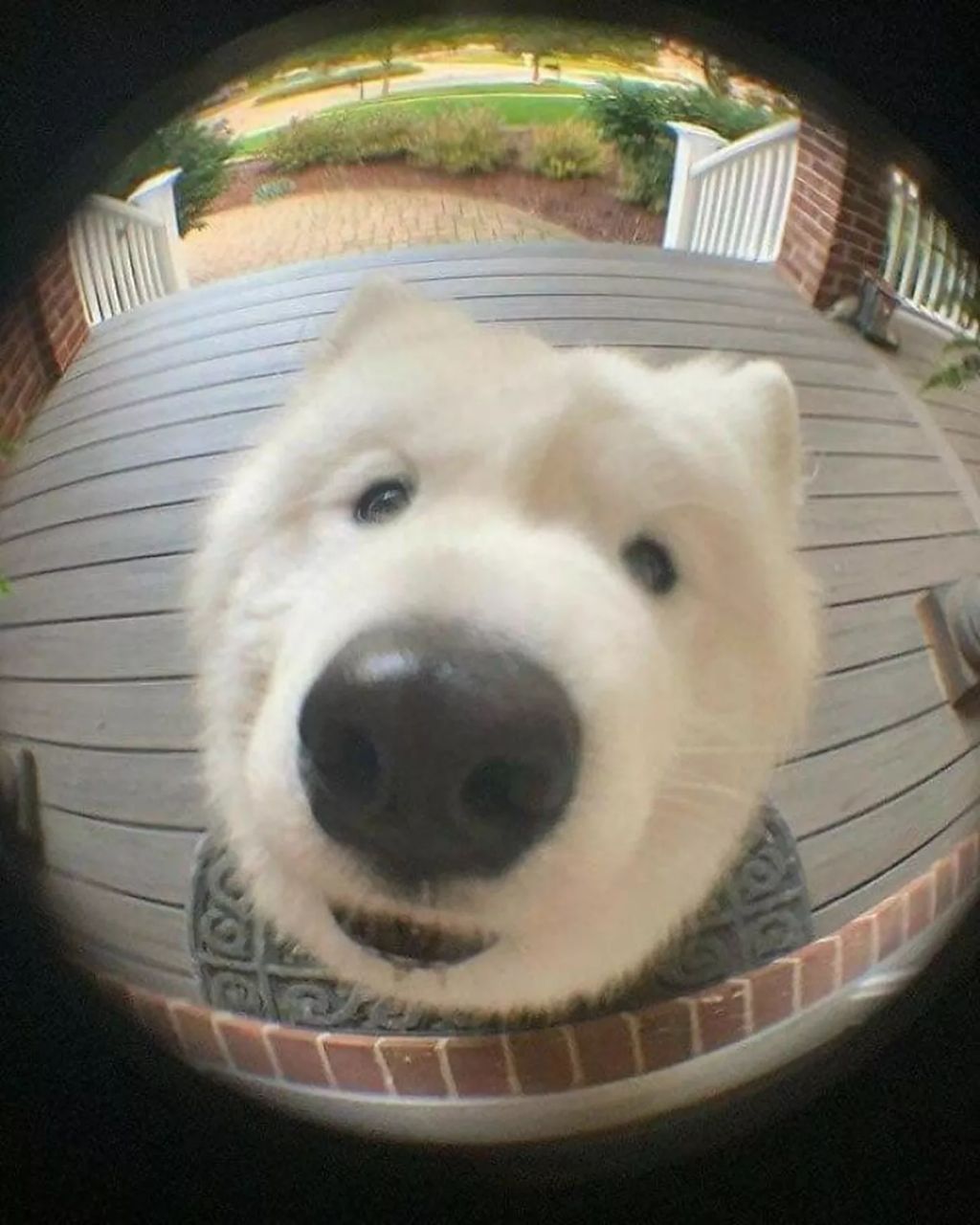 Forrás: Facebook/Important Animal Images