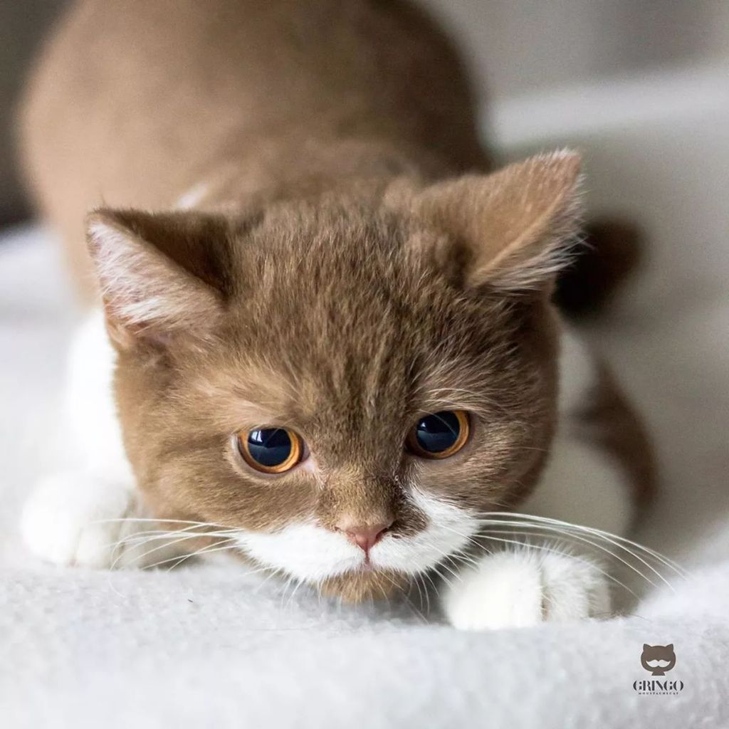 Forrás: Instagram/gringomoustachecat 