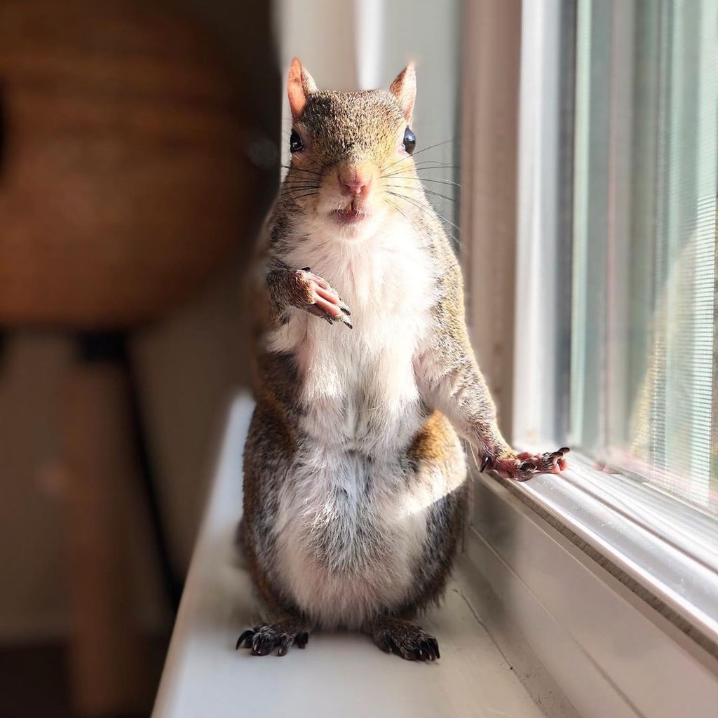 Forrás: Instagram/this_girl_is_a_squirrel 