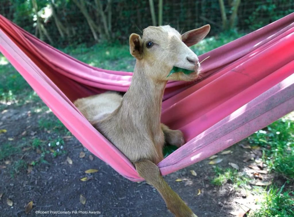 Forrás: comedypetphoto.com
