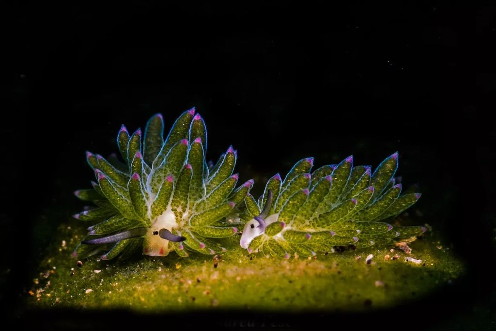 Fotó: Andrea Pescarolo/Ocean Art Photography Contest