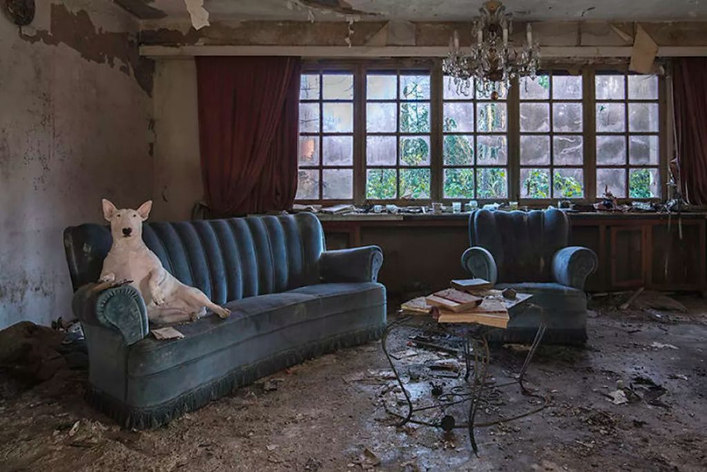 Forrás: Instagram/Claire the Bull Terrier