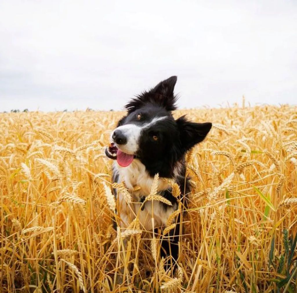 Forrás: NORTHFOTO/Emily Abrahams / SWNS/Emily Abrahams / Swns
