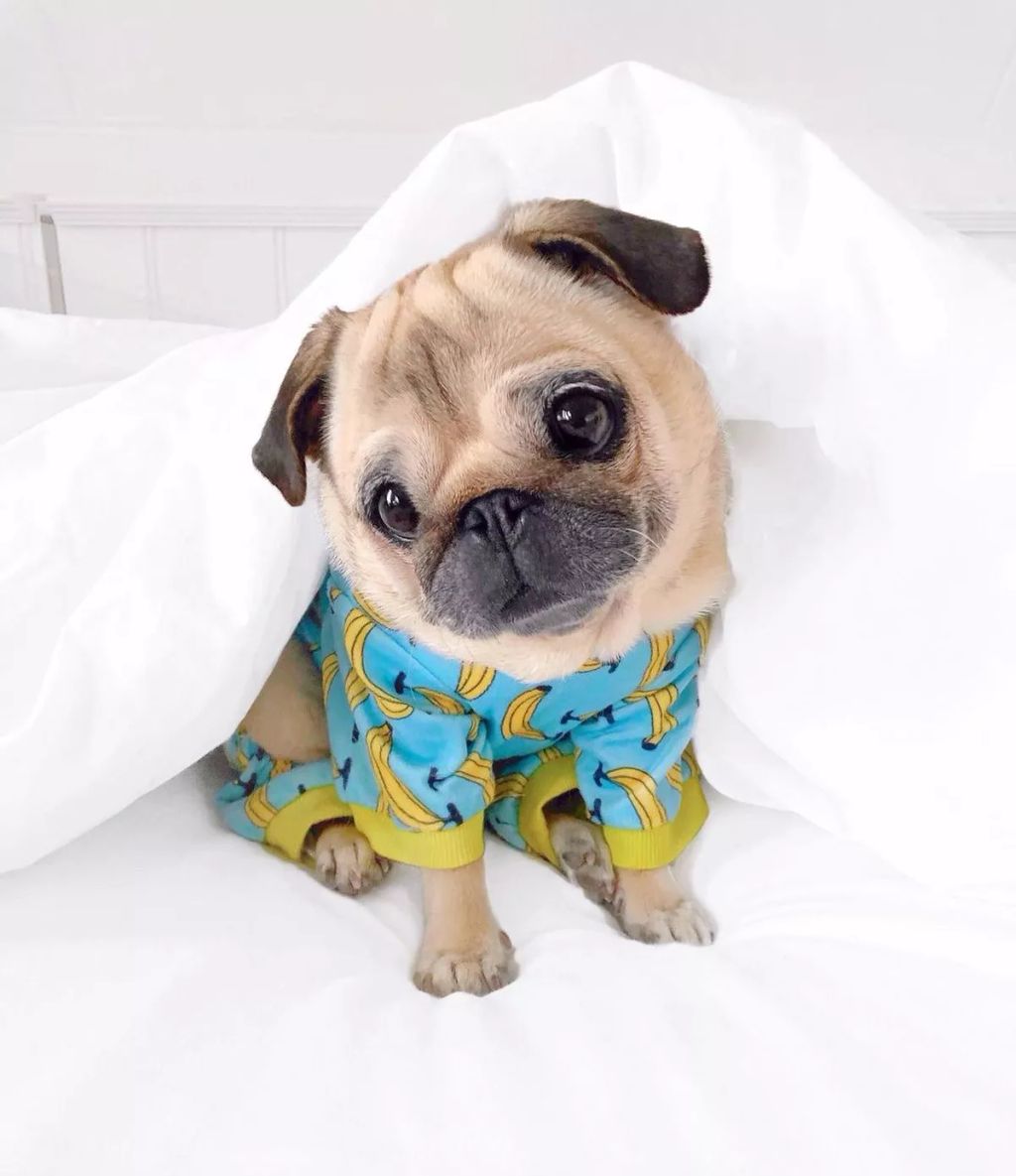 Forrás: Instagram/Loulou the Pug