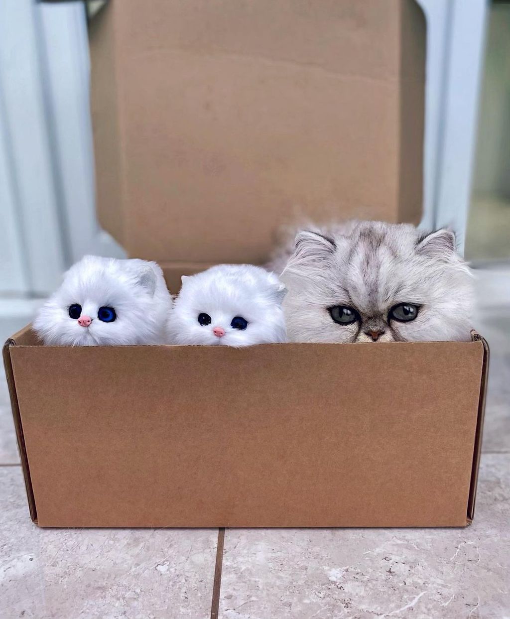 Forrás: Instagram/Persian Kitties Eric & Ollie