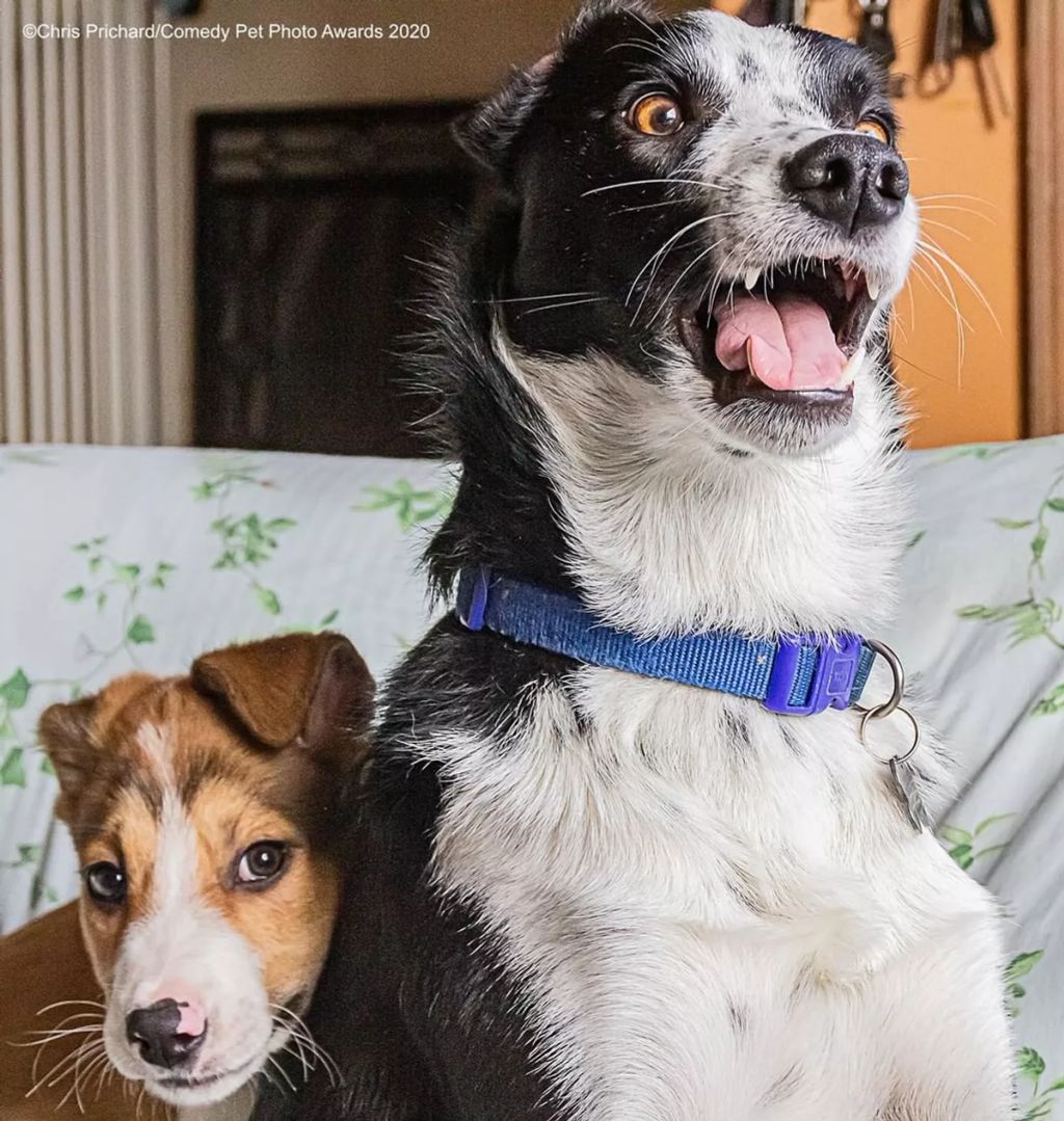 Forrás: comedypetphoto.com