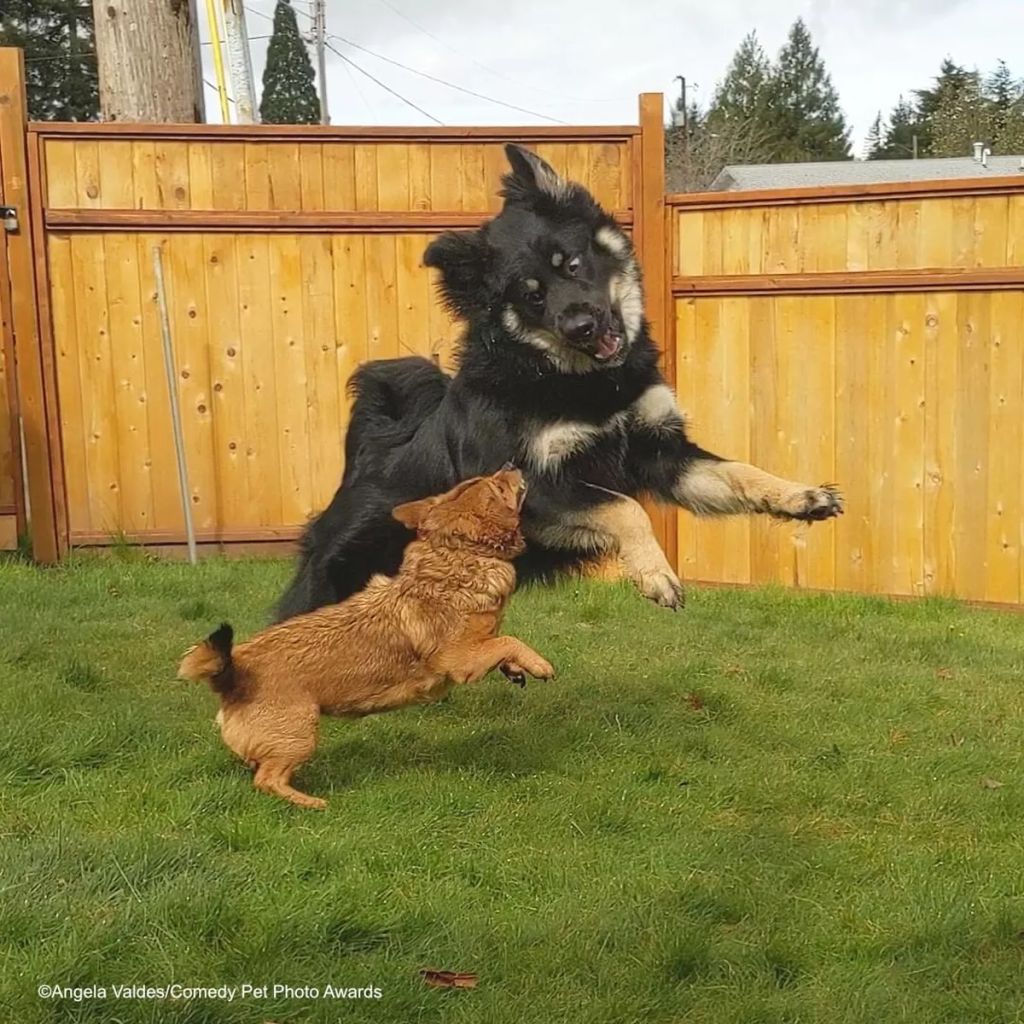 Forrás: comedypetphoto.com