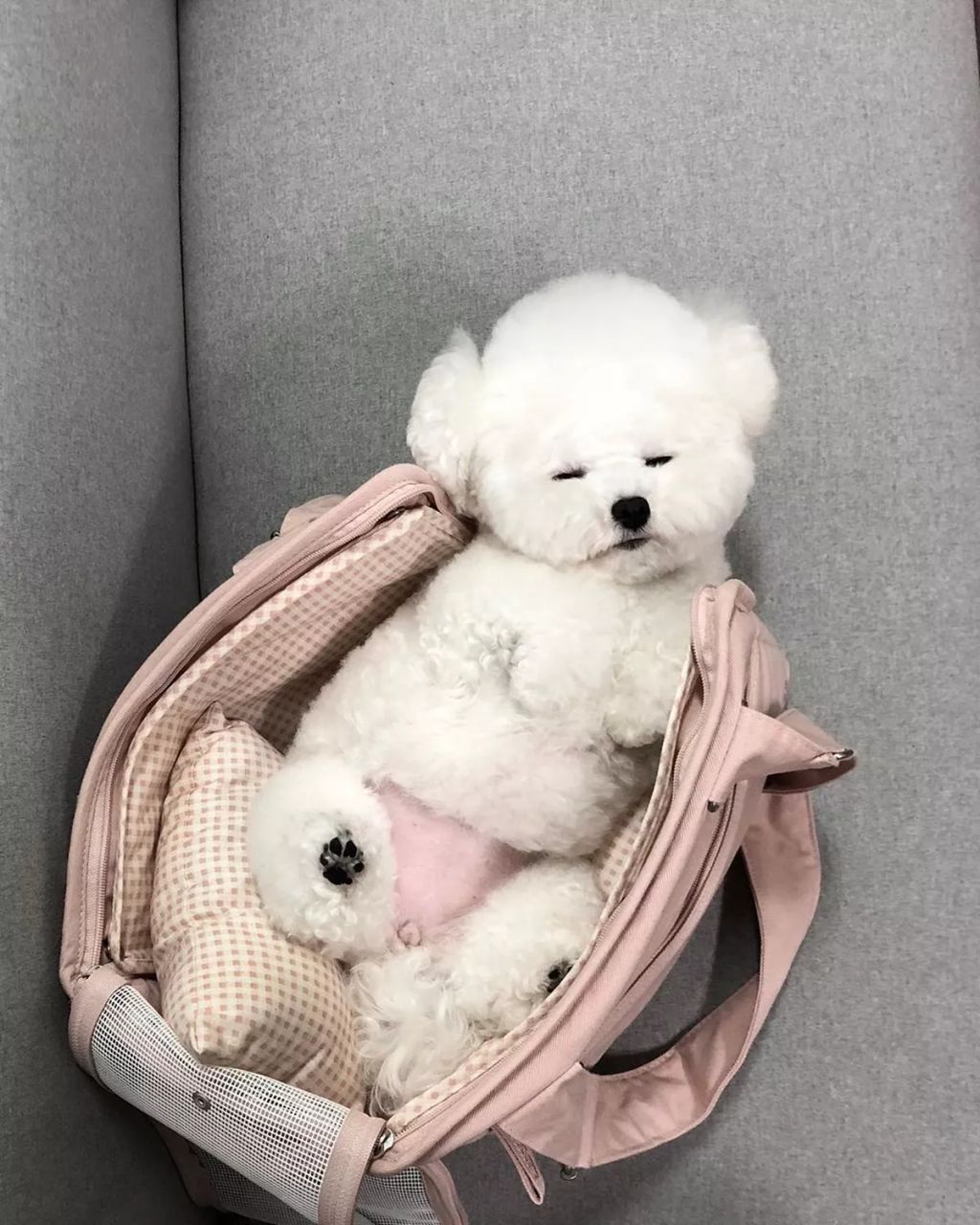 Forrás: Instagram/hazelnut_dog 