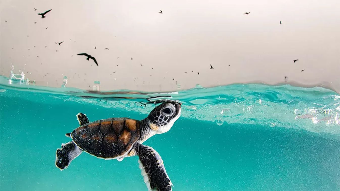 Fotó: Hannah Le Leu/Ocean Art Underwater Photo Competition