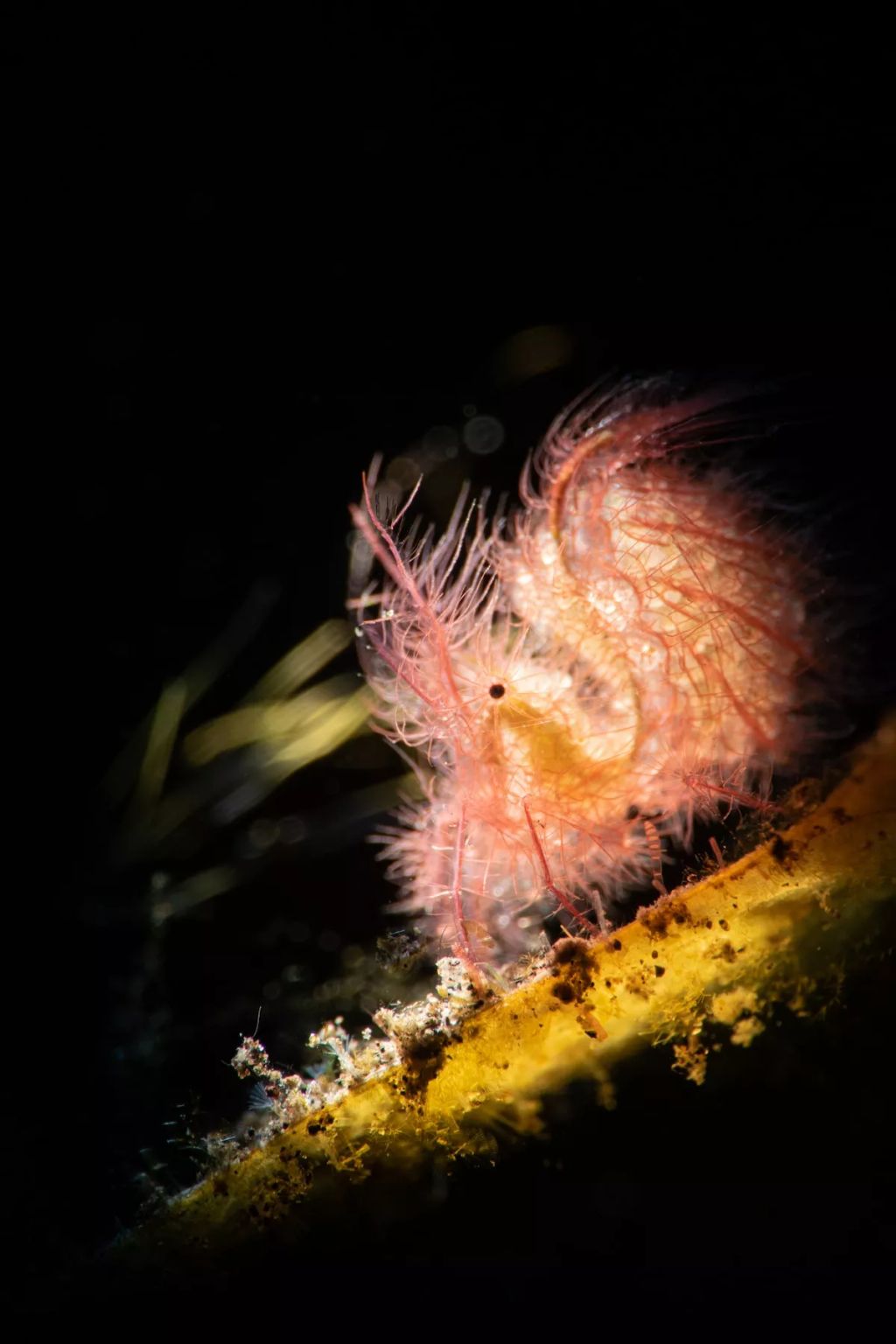 Fotó: Michael Loh/Ocean Art Photography Contest