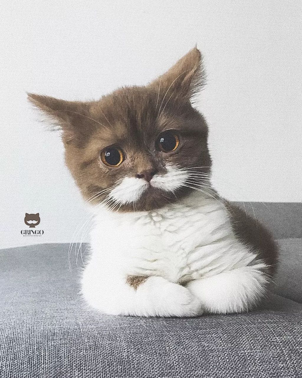 Forrás: Instagram/gringomoustachecat 