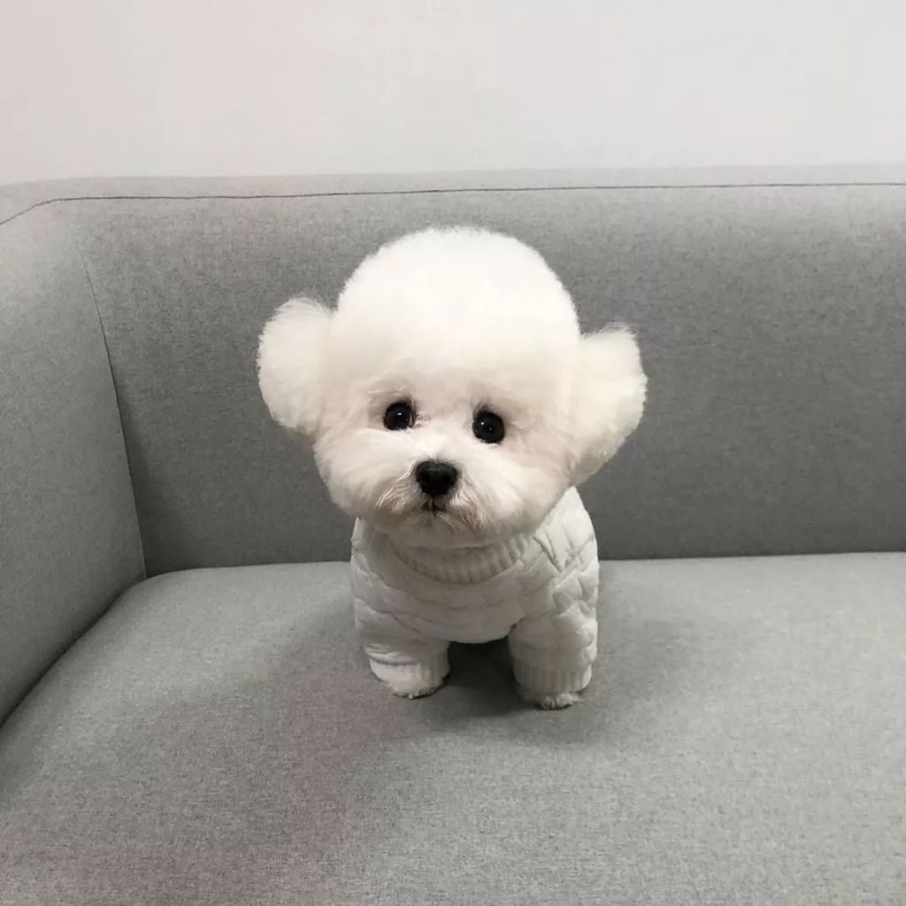 Forrás: Instagram/hazelnut_dog 