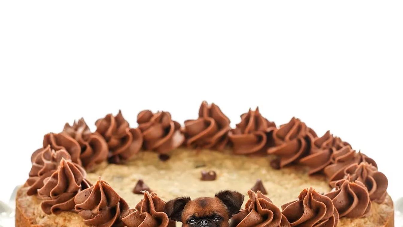 Forrás: Instagram/dogs_infood 