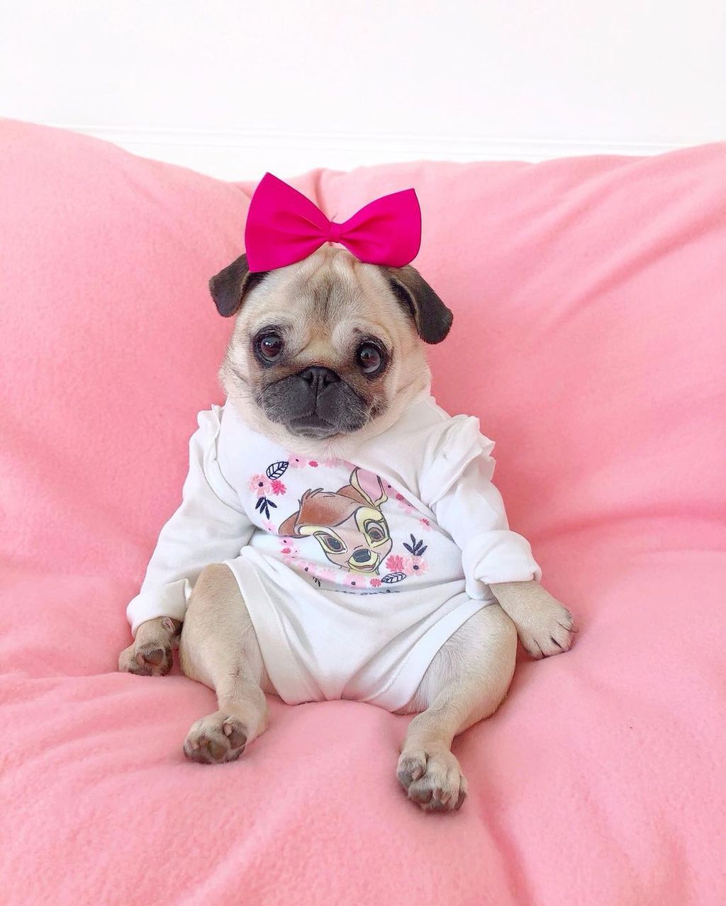 Forrás: Instagram/Loulou the Pug