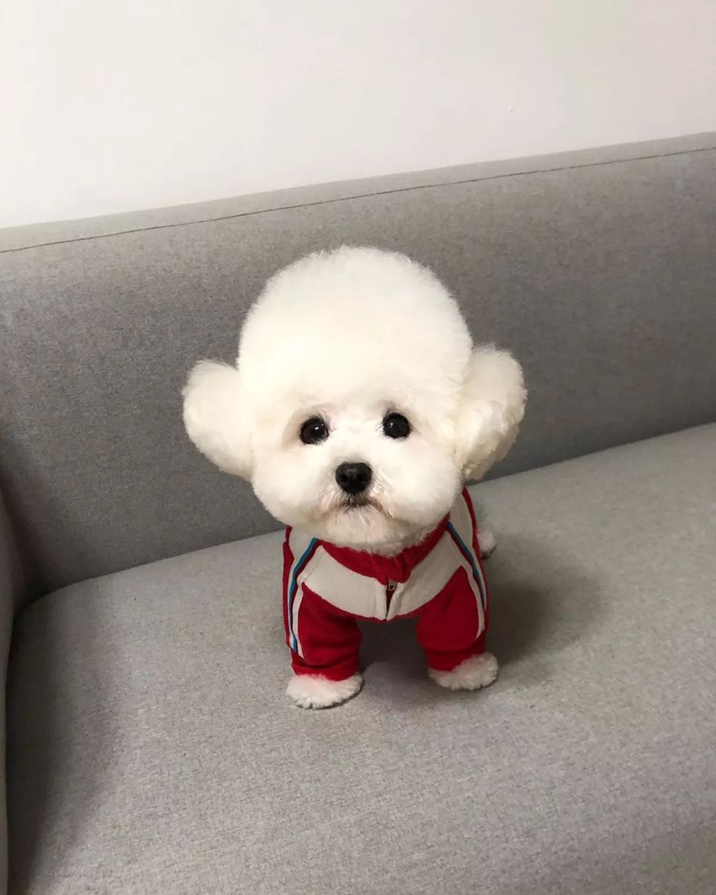 Forrás: Instagram/hazelnut_dog 