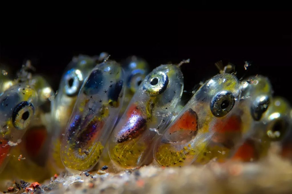 Fotó: Paolo Isgro/Ocean Art Photography Contest