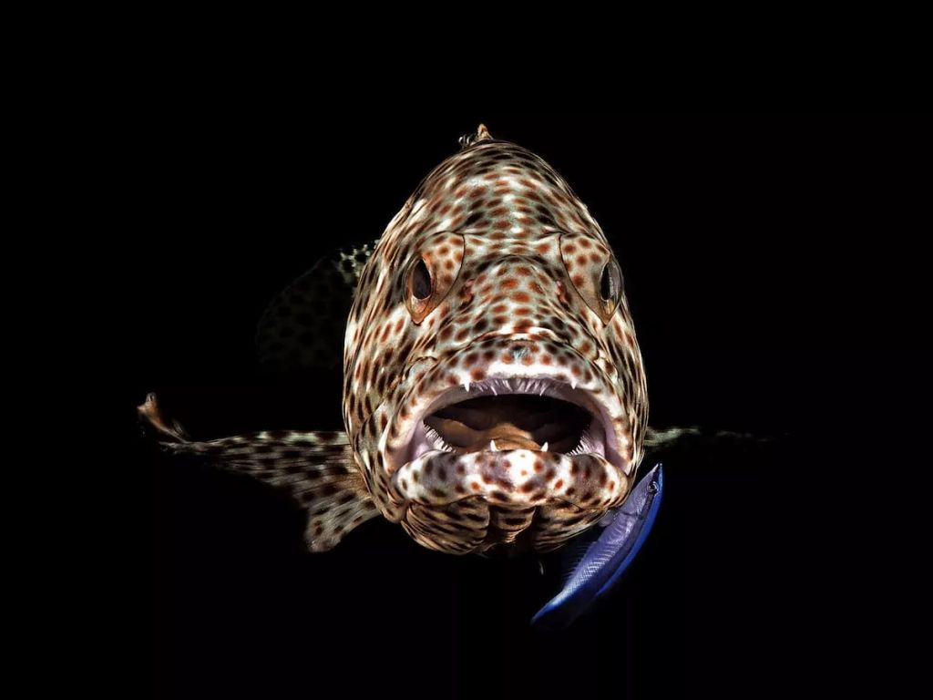 Fotó: Lőrincz Ferenc/Ocean Art Photography Contest