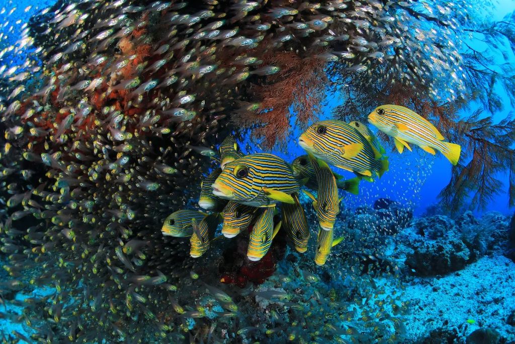 Fotó: Eduardo Acevedo Fernandez/Ocean Art Photography Contest