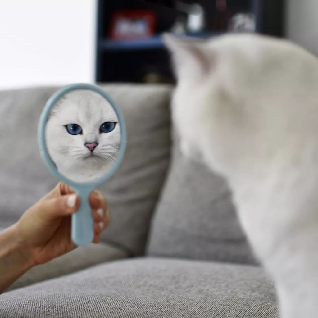 Forrás: Instagram/cobythecat
