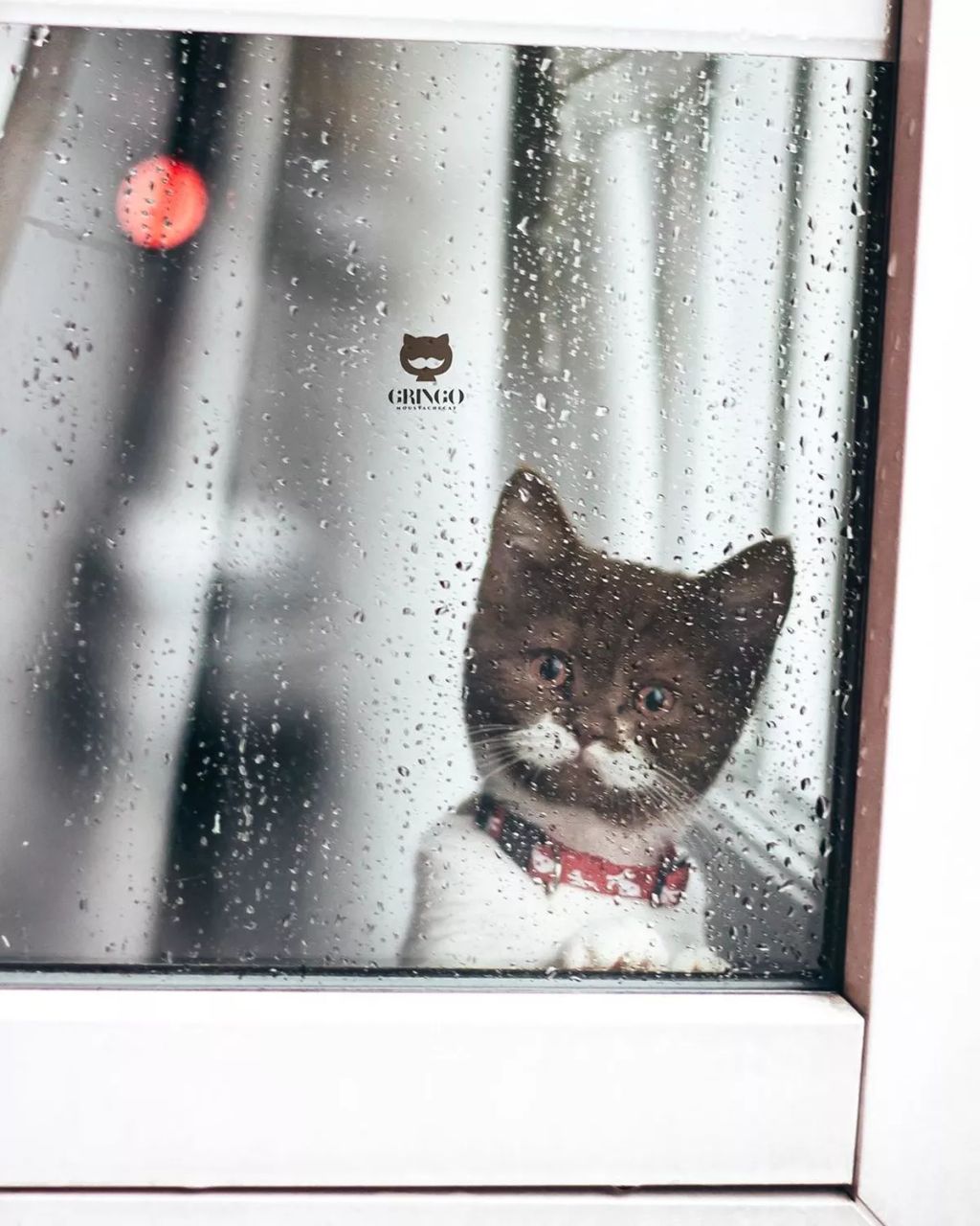 Forrás: Instagram/gringomoustachecat 