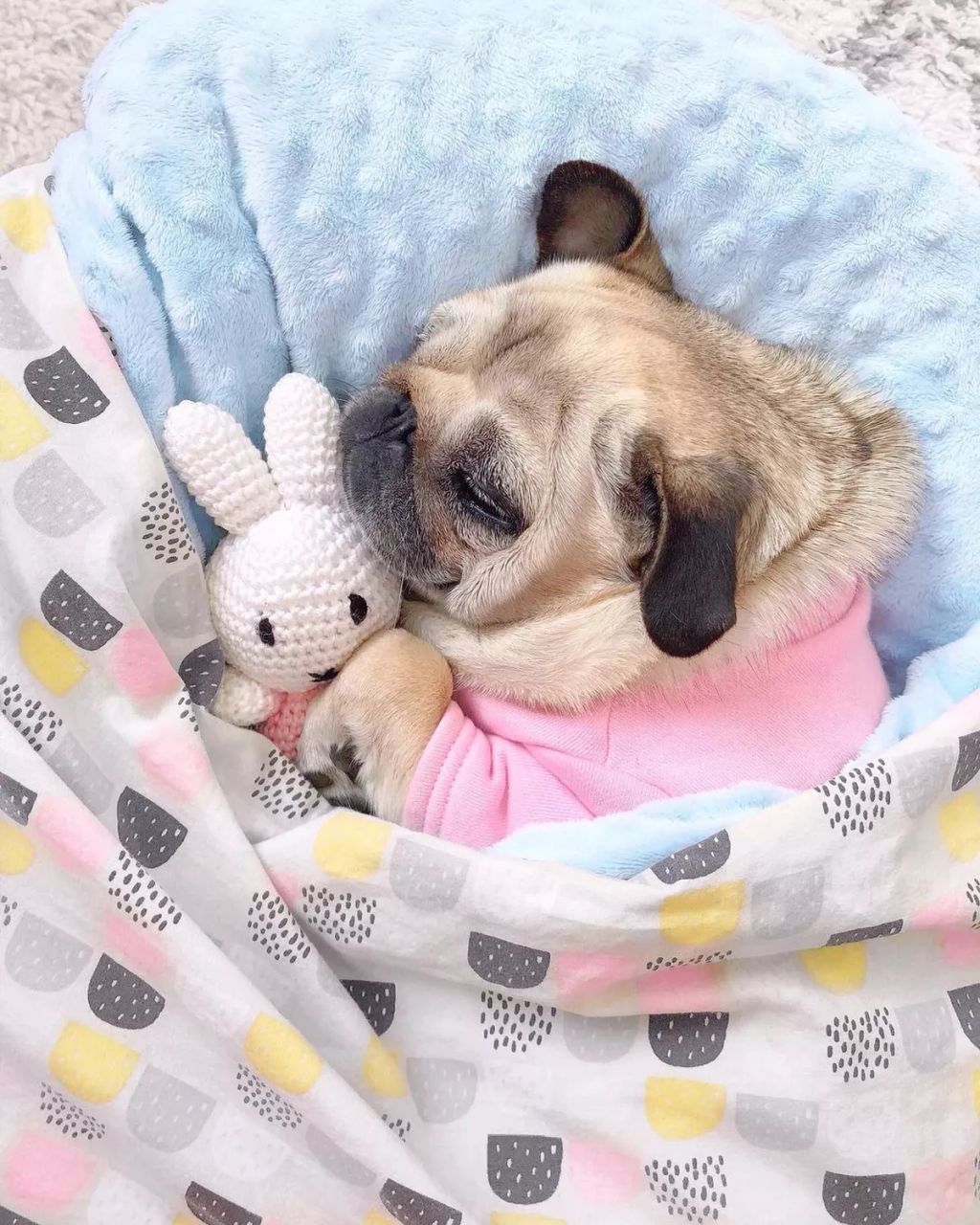 Forrás: Instagram/Loulou the Pug