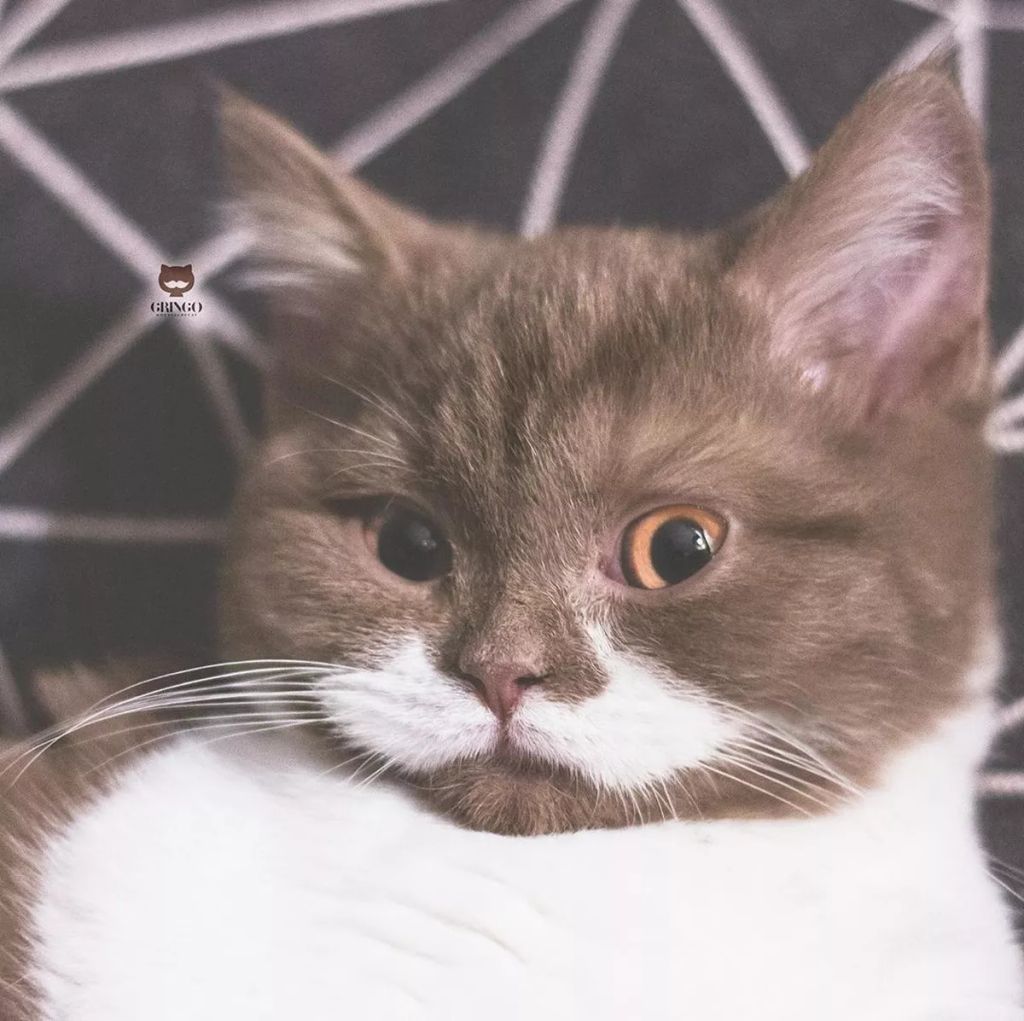 Forrás: Instagram/gringomoustachecat 