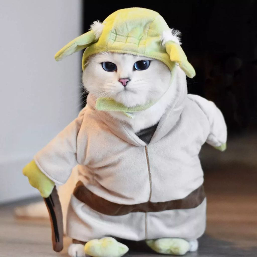 Forrás: Instagram/cobythecat