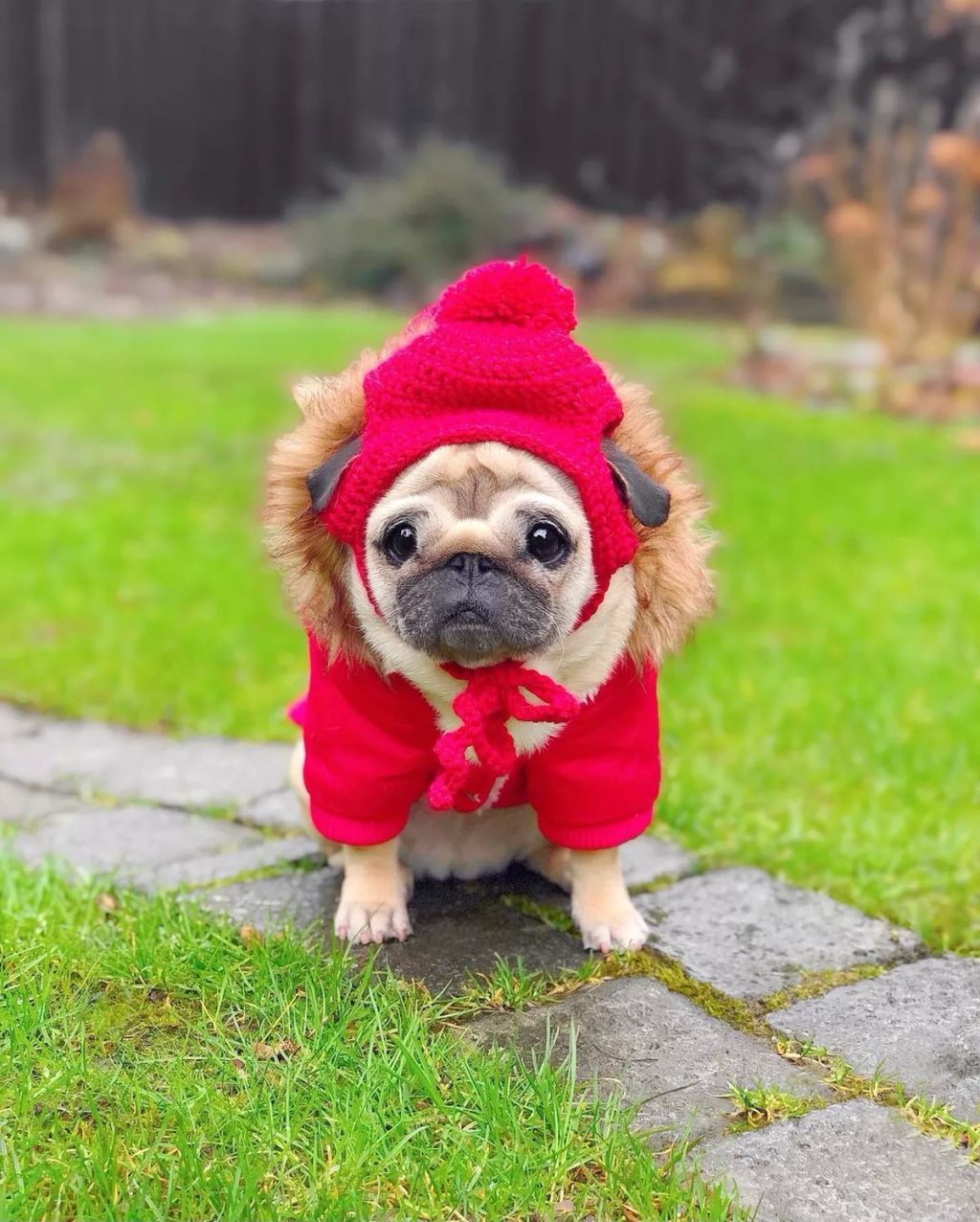 Forrás: Instagram/Loulou the Pug