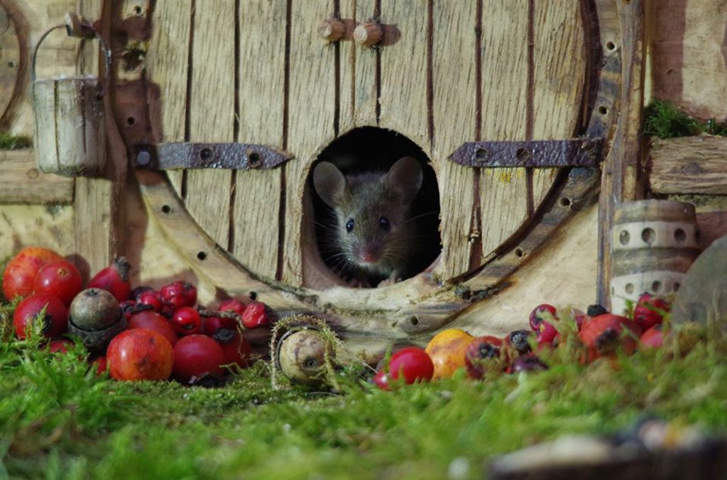 Forrás: Facebook/George the Mouse in a log pile house 