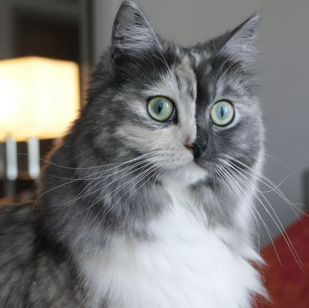 Forrás: Instagram/geri.cat