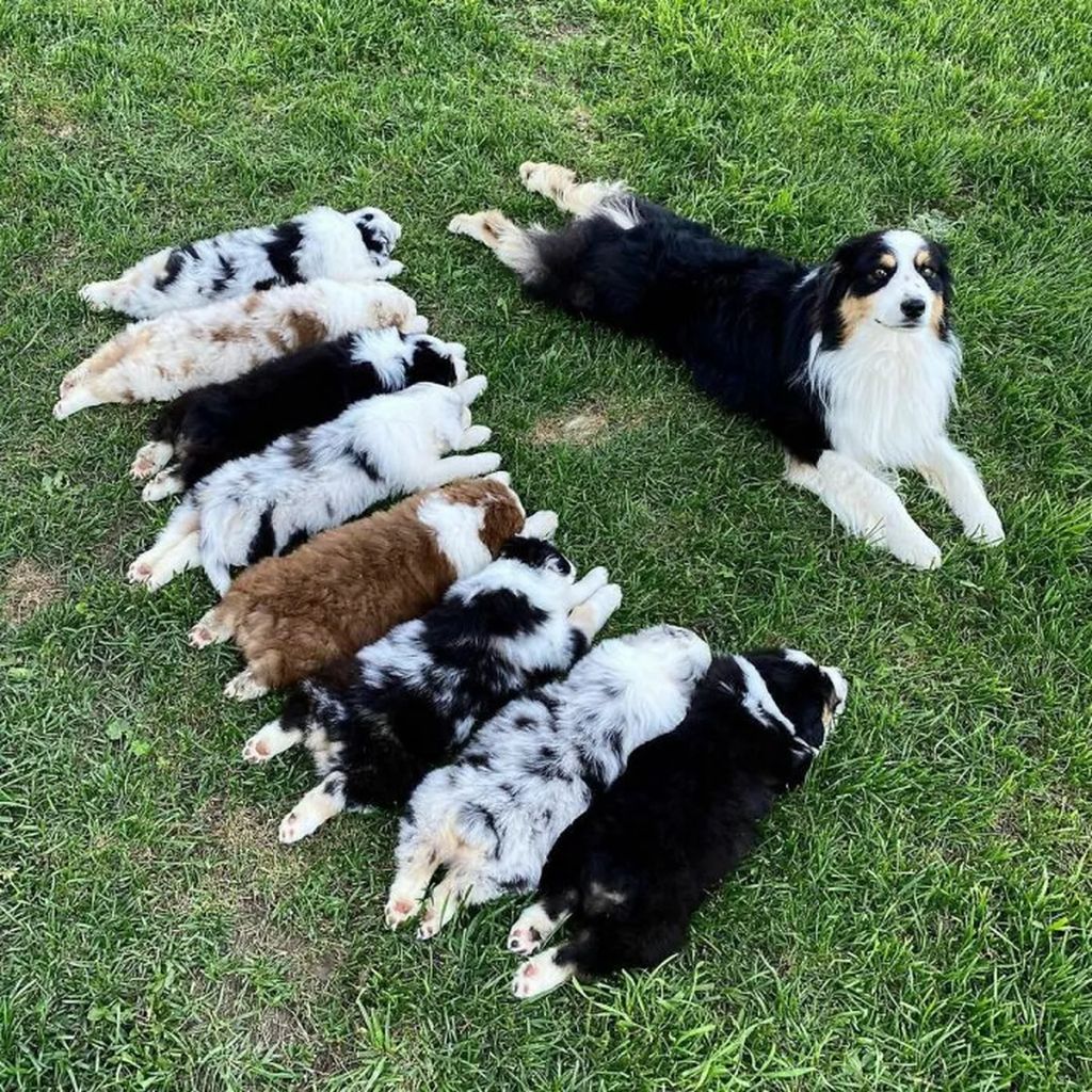 Forrás: Instagram/dog_appledore