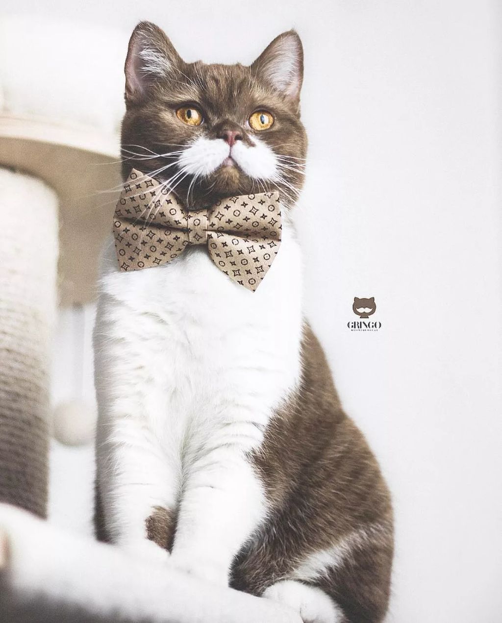 Forrás: Instagram/gringomoustachecat 