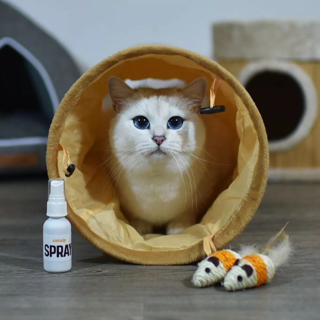 Forrás: Instagram/cobythecat