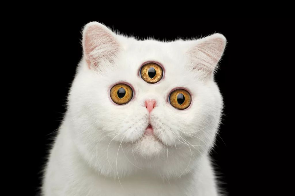 Forrás: Shutterstock 