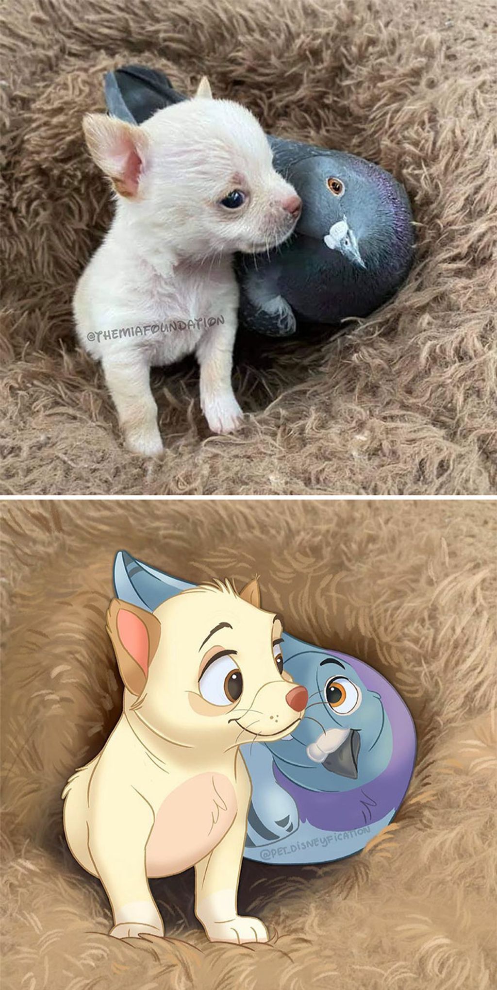 Forrás: Instagram/Pet Disneyfication, Boredpanda