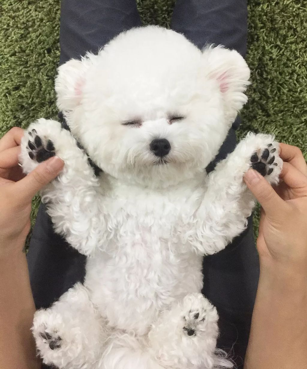 Forrás: Instagram/hazelnut_dog 
