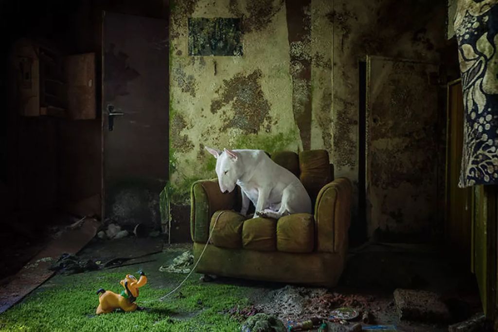 Forrás: Instagram/Claire the Bull Terrier
