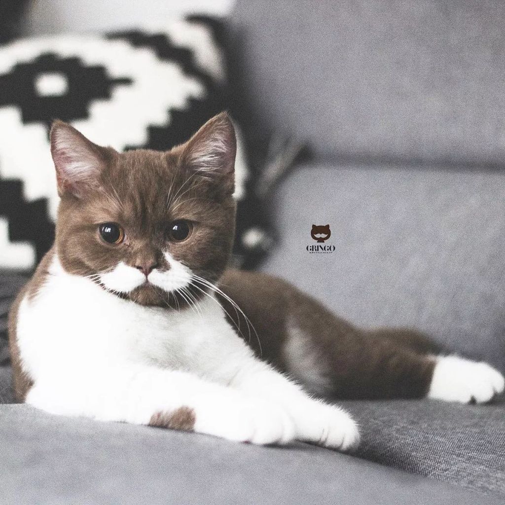 Forrás: Instagram/gringomoustachecat 