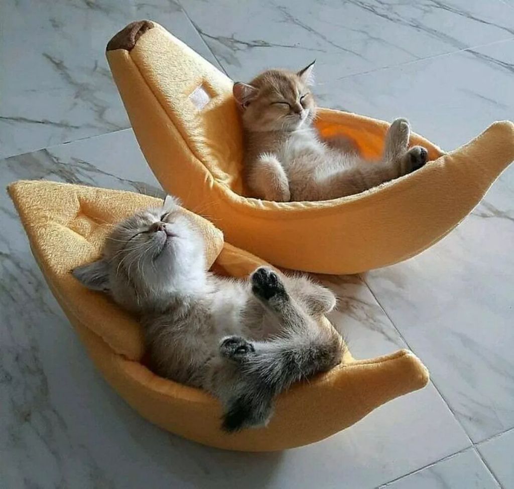 Forrás: Boredpanda