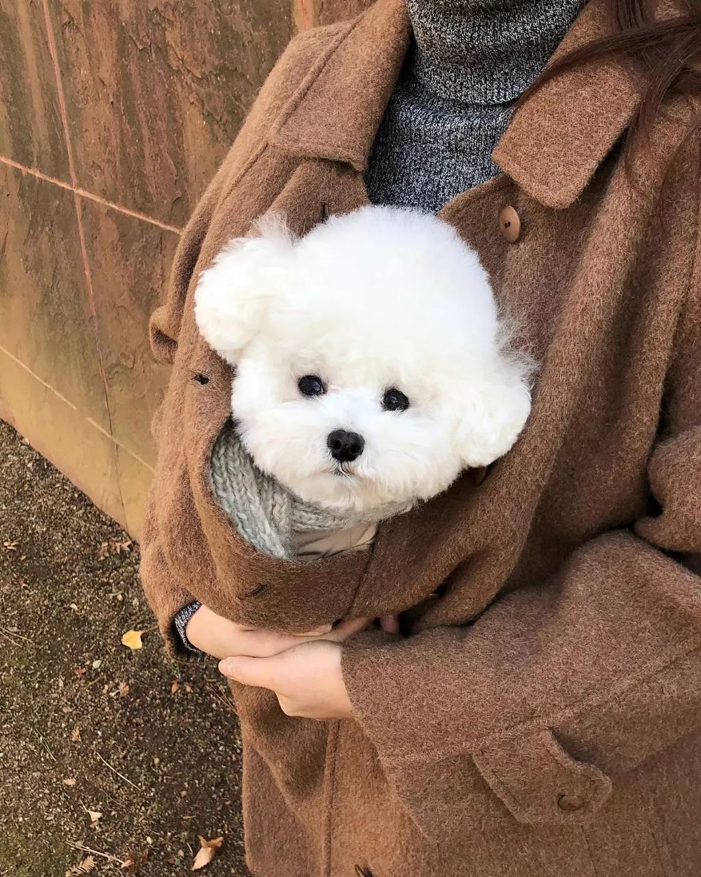 Forrás: Instagram/hazelnut_dog 