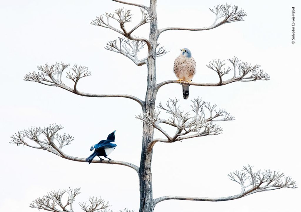 Forrás: Salvador Colvée Nebot / Wildlife Photographer of the Year, LUMIX People’s Choice 