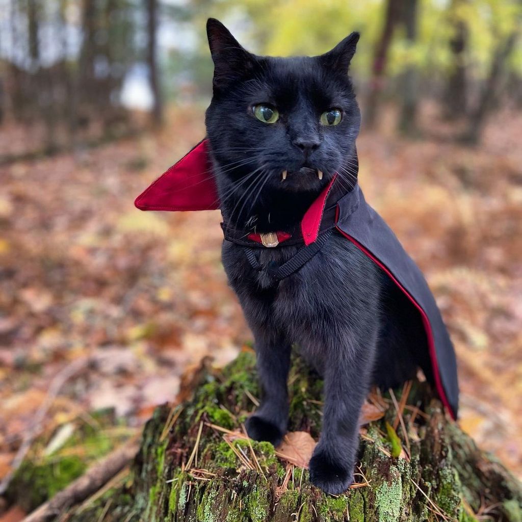 Forrás: Instagram/Vampire Cat Monk & Bean