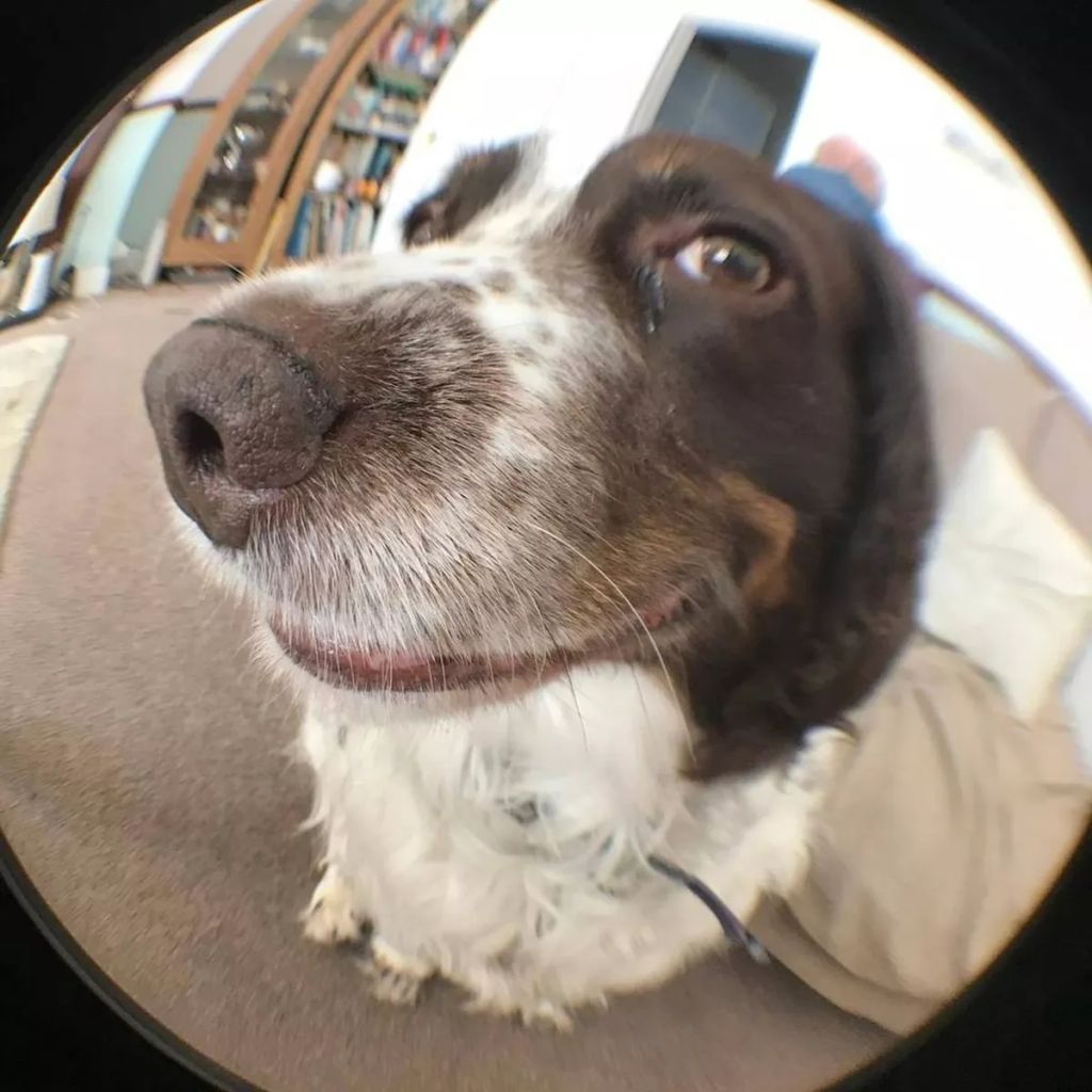 Forrás: comedypetphoto.com