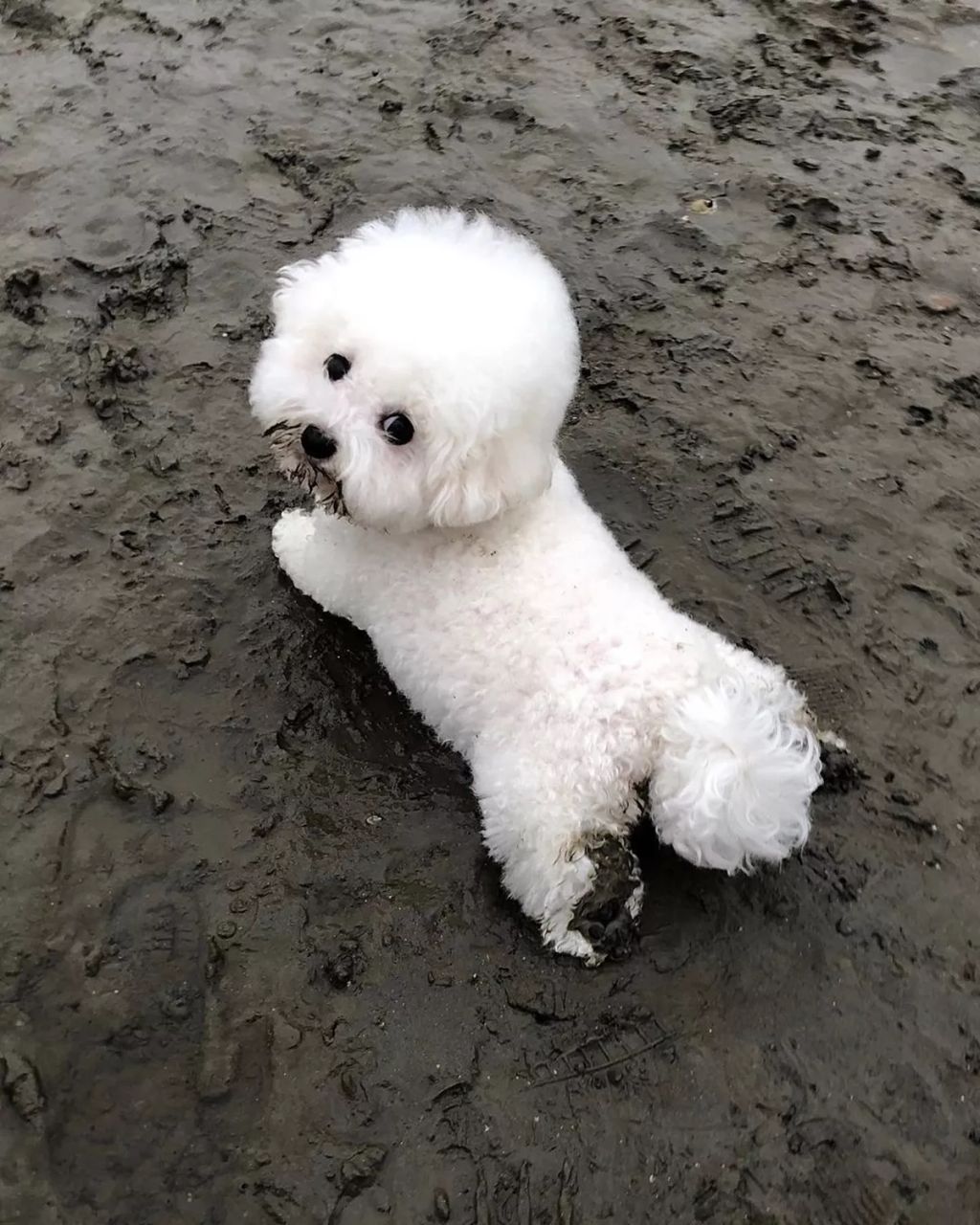 Forrás: Instagram/hazelnut_dog 