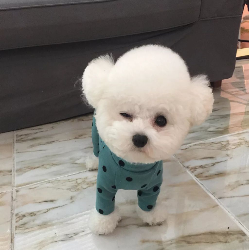 Forrás: Instagram/hazelnut_dog 