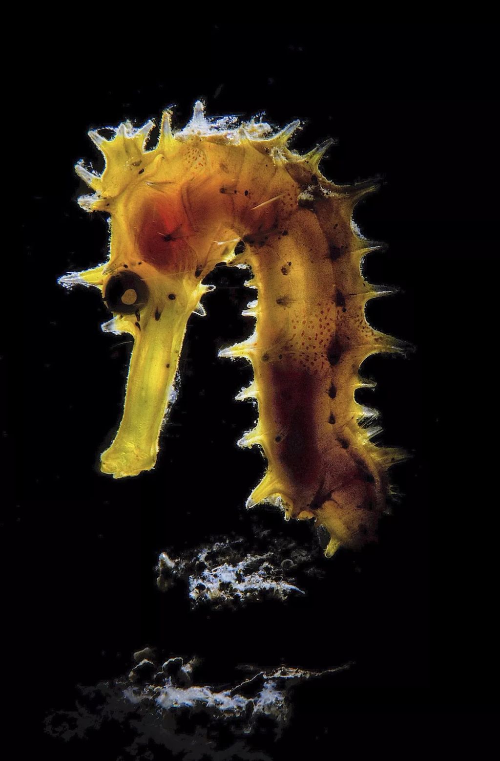 Fotó: Stephano Cerbai/Ocean Art Photography Contest
