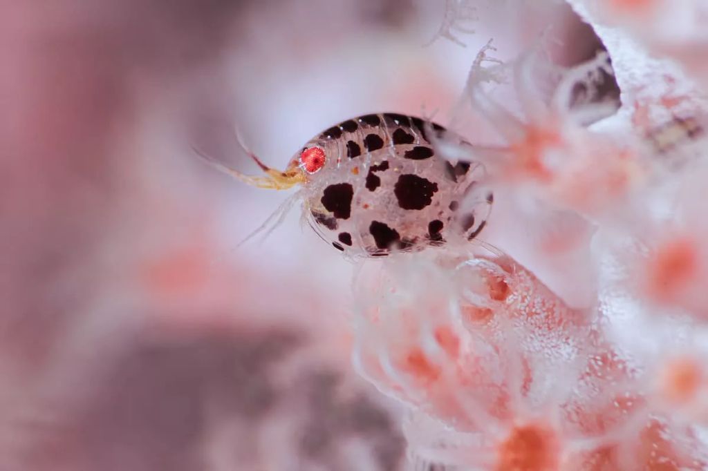 Fotó: Leon Zhao/Ocean Art Photography Contest