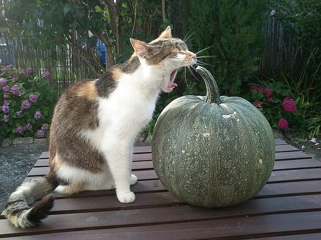 Forrás: comedypetphoto.com