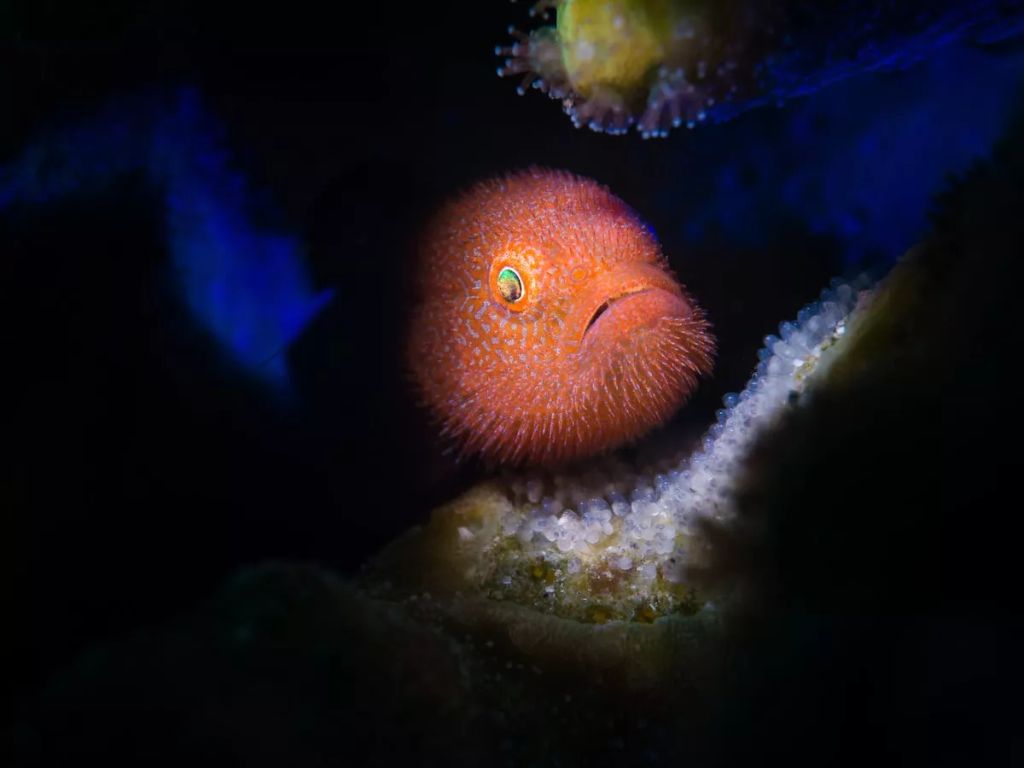 Fotó: Stan Chen/Ocean Art Photography Contest